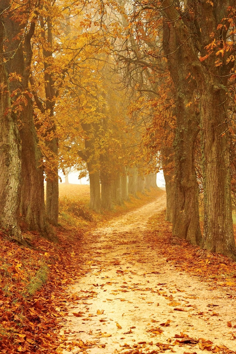 Fall Background: Dirt Road iPhone Wallpaper