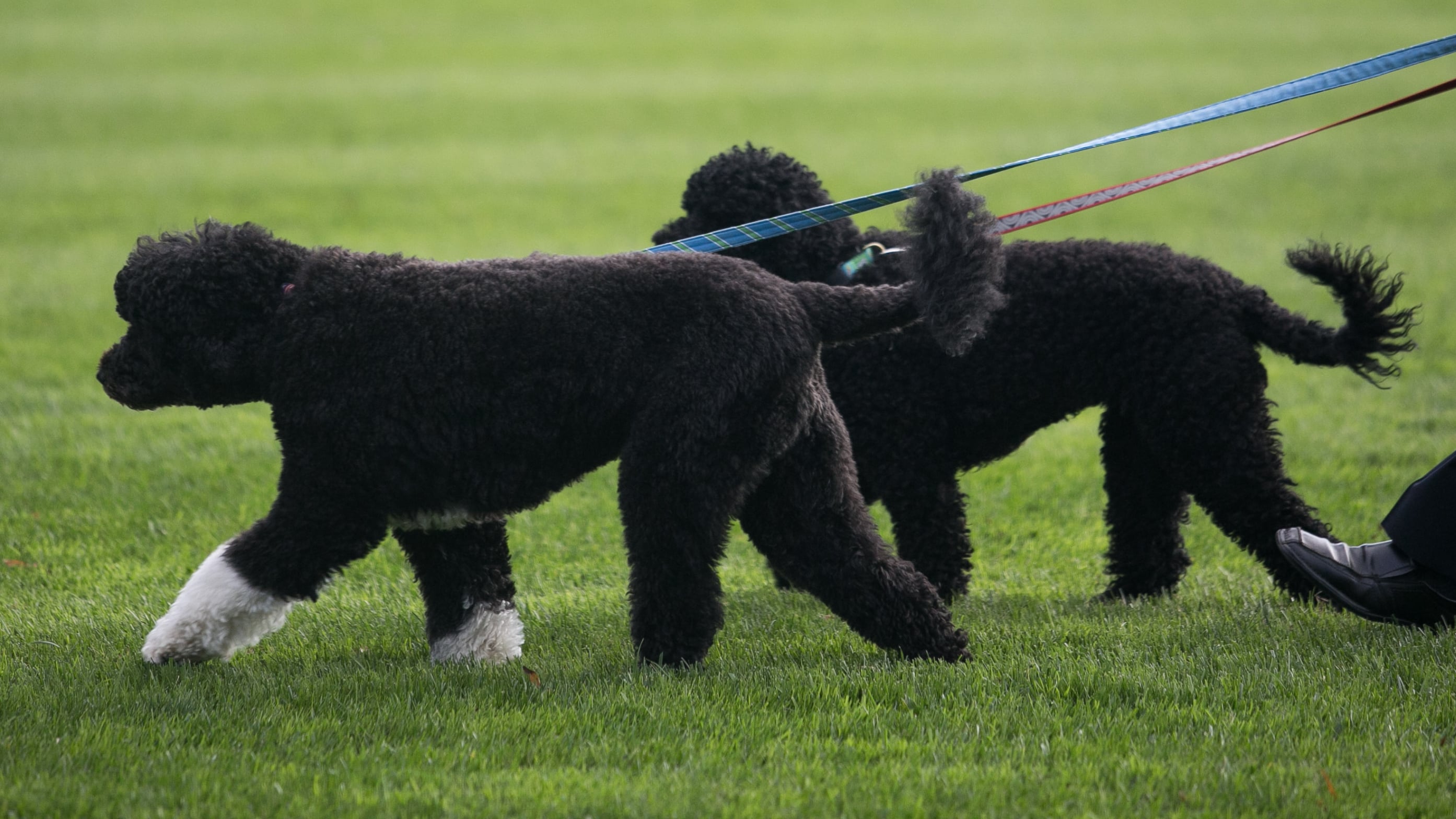Why Pets of the Presidents Still Matter: The Real Stories Behind the White House Menagerie