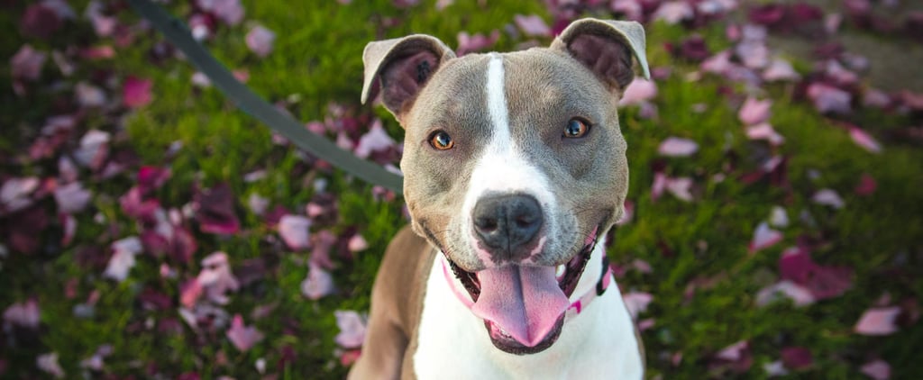 Are Pit Bulls Dangerous?