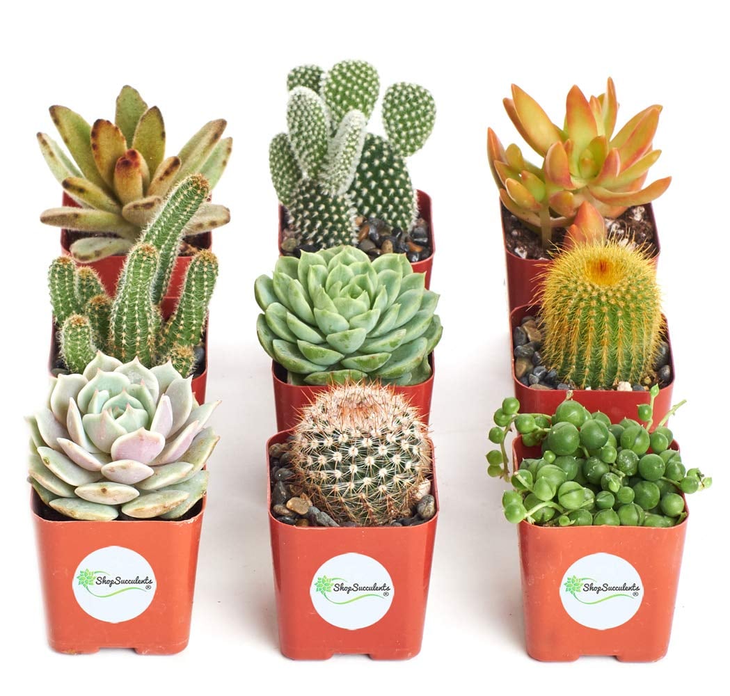 Cactus Succulent Collection | Bye-Bye, Boring Desk! 50+ Plants That Will  Liven Up Your Office | POPSUGAR Home Photo 26