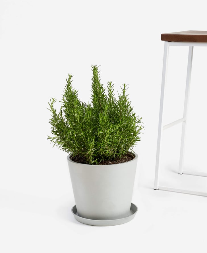 Rosemary Where to Buy Edible Garden Plants Online