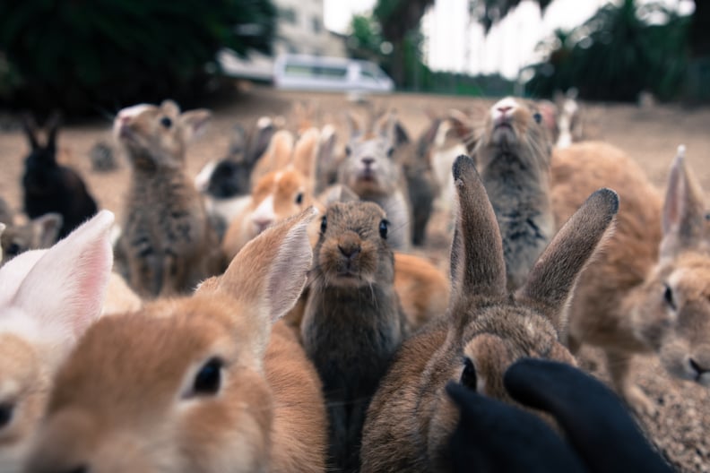 Be One With Rabbits