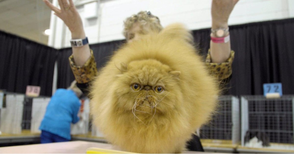 Reactions to Catwalk Documentary About Cat Shows on Netflix POPSUGAR Family