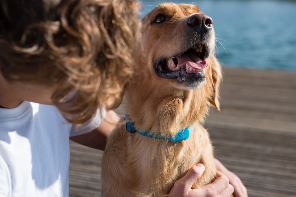 FitBark