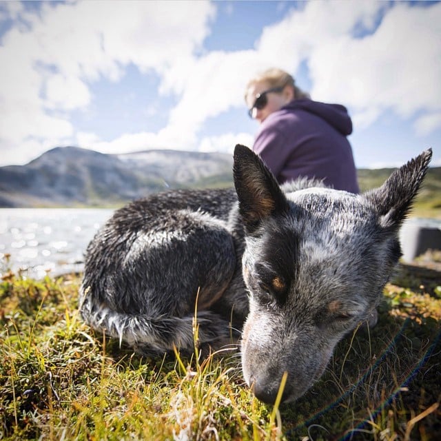 Photos of Dogs Camping