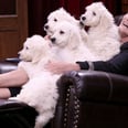 Glenn Close's 101 Dalmatians Joke Was So Clever, It Made Jimmy Fallon Drop to the Floor