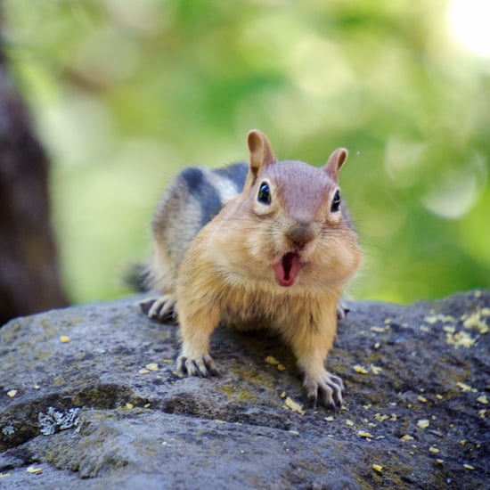 Funny Drunk Squirrel