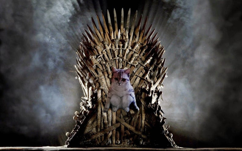 Game of Thrones Cat