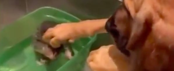 Dog Meets Foster Kitten and Gives Her Gentle Pets | Video
