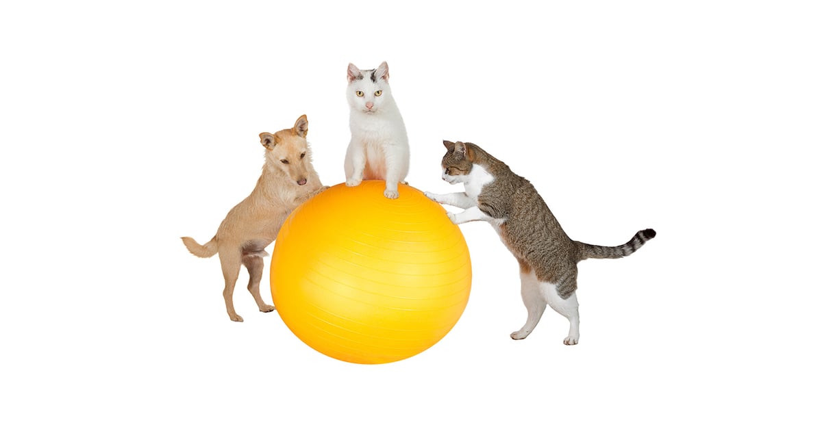 Animal Exercise Gifs Popsugar Fitness