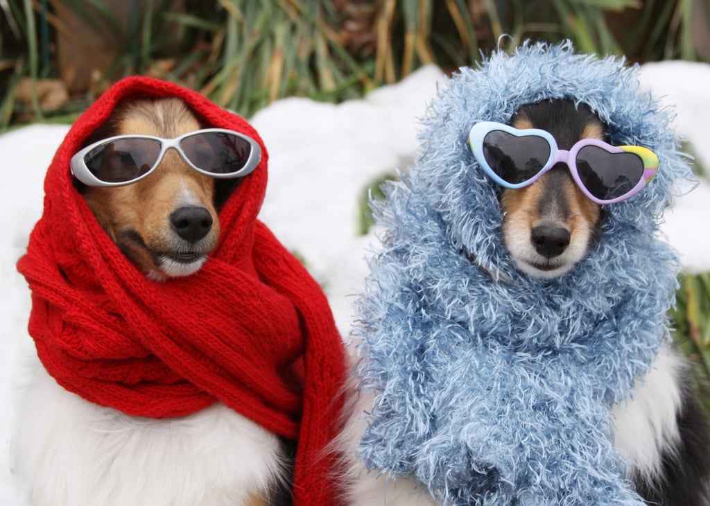 Cute Photos of Dogs in the Winter | POPSUGAR Pets Photo 37