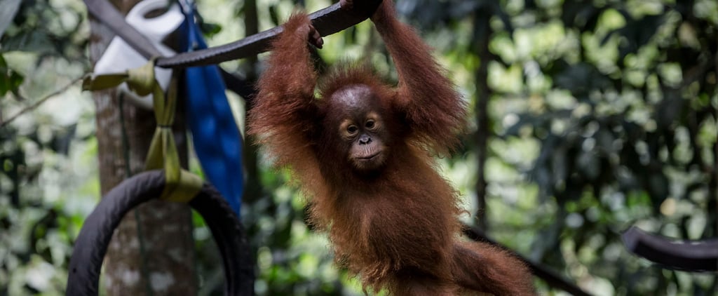 These 10 Beautiful Animals Are in Serious Danger of Being Lost Forever in 2018