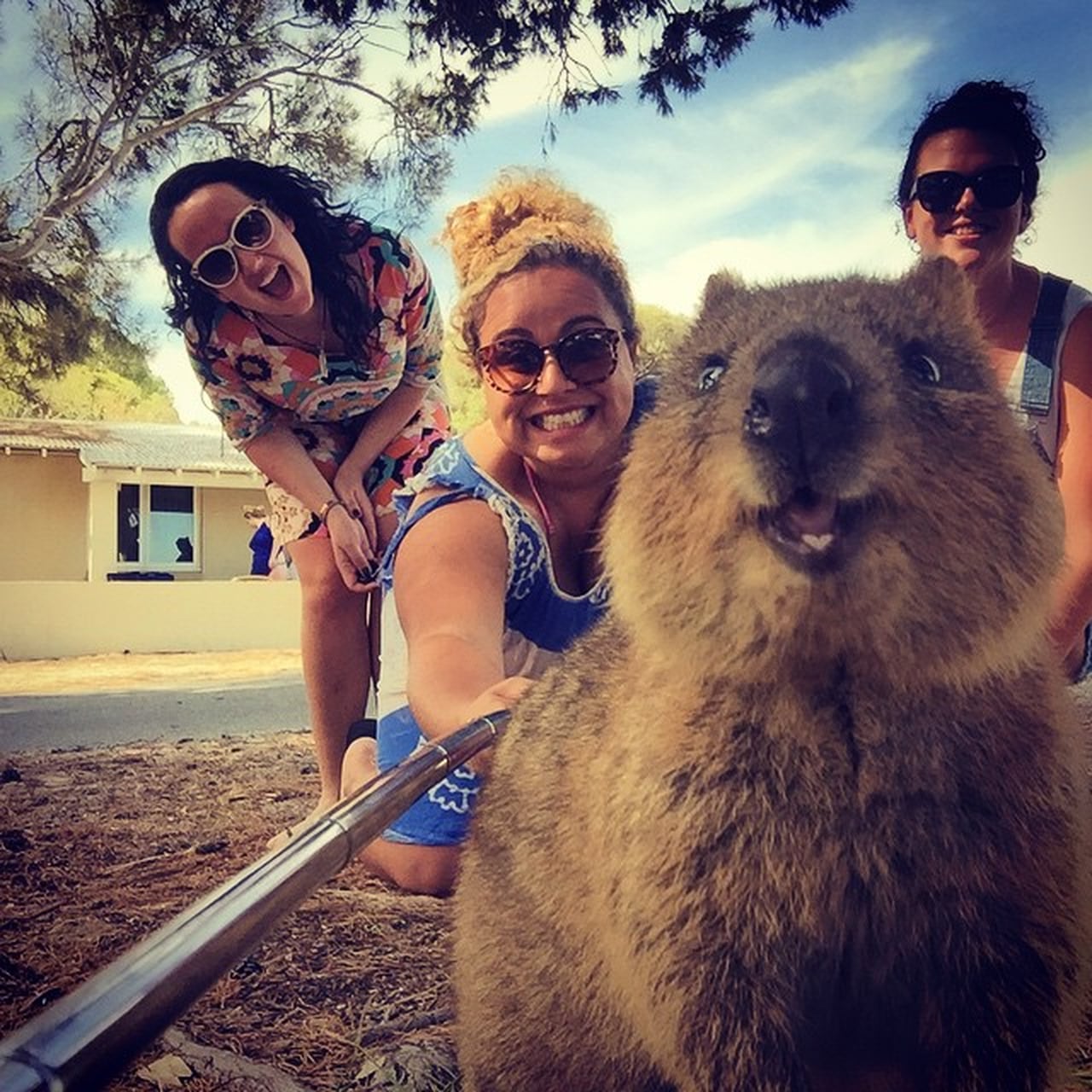 quokka-selfies-ps-tech