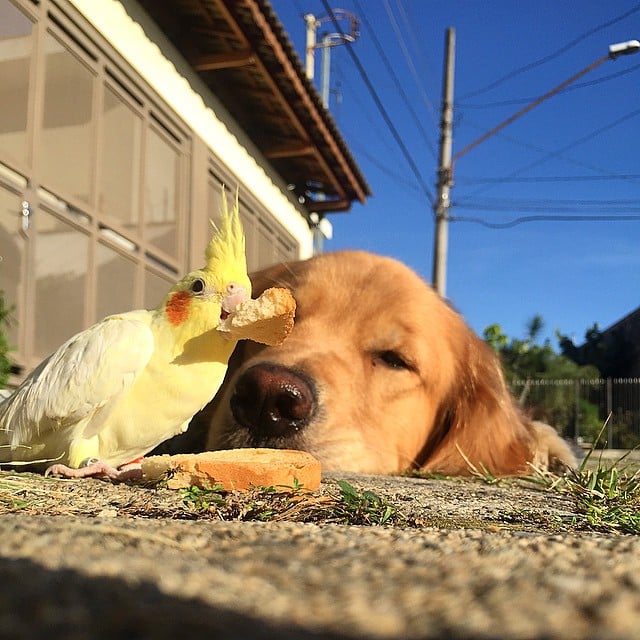 Dog Is Friends With Birds and Hamster
