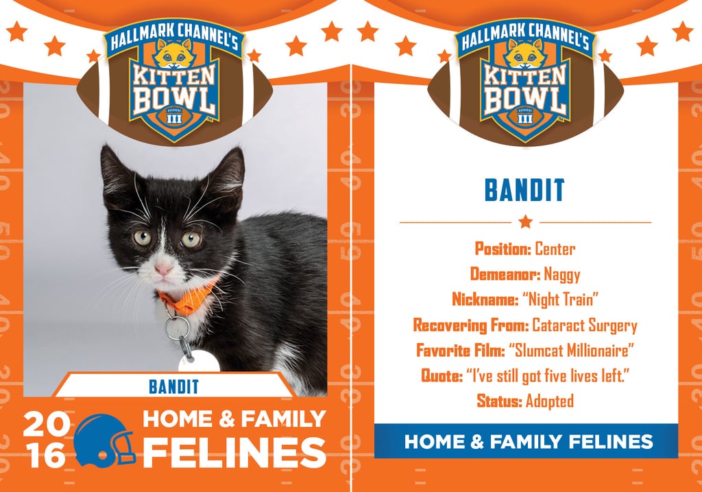 Kitten Bowl 2016