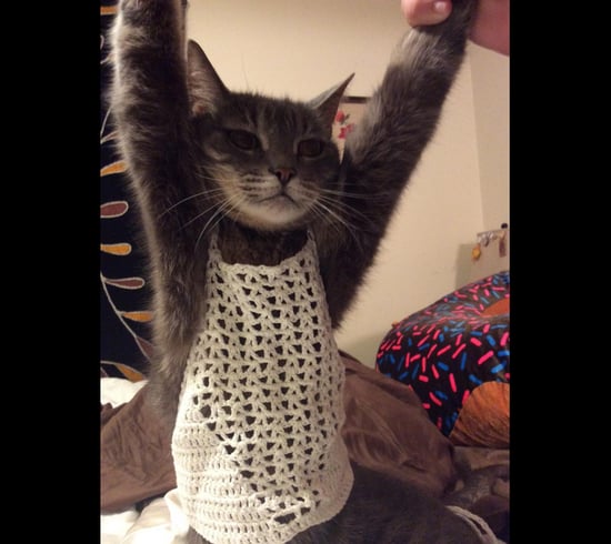 Cat Wearing Crochet Top