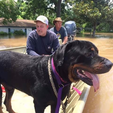 Rescuers Save Dogs From Texas Floods