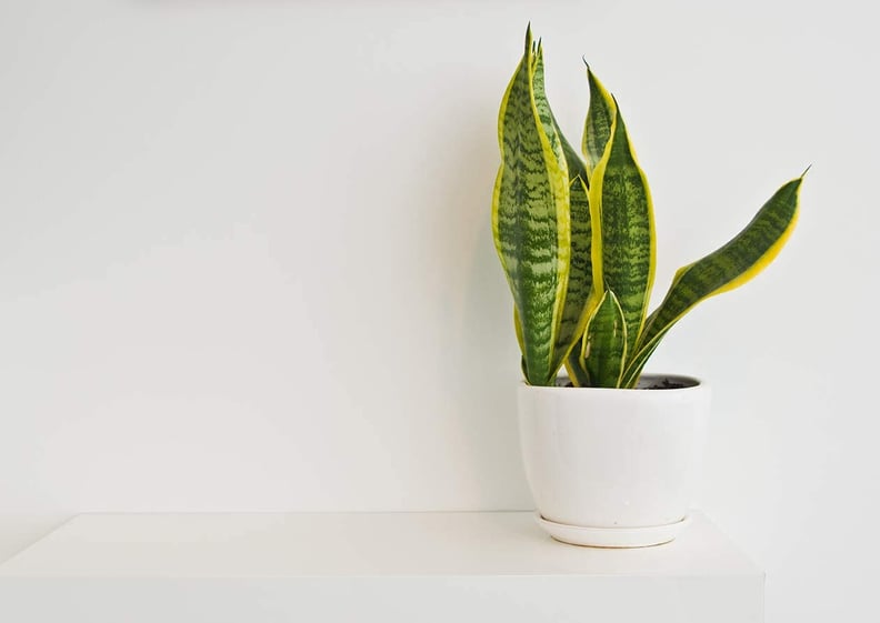 Something Vibrant: Live Snake Plant