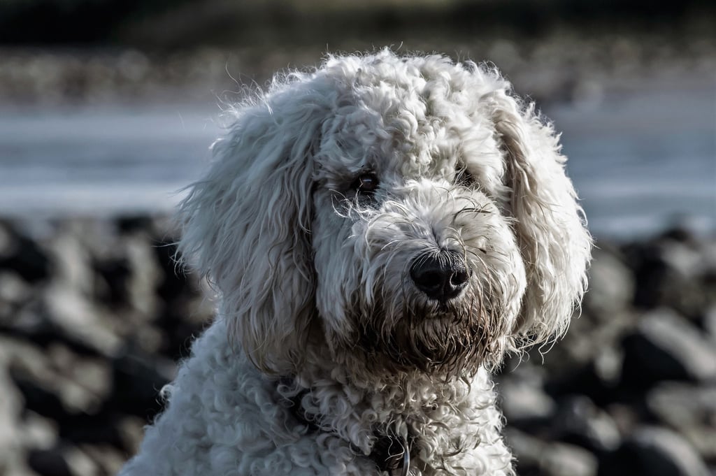 Capricorn (Dec. 23-Jan. 20) — Poodle