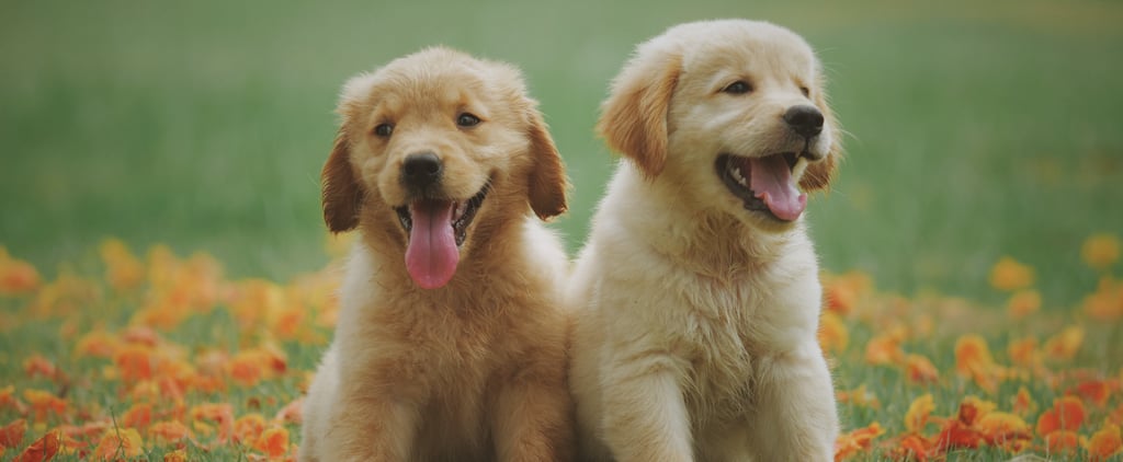 Why Pets Are Not the Same as Kids