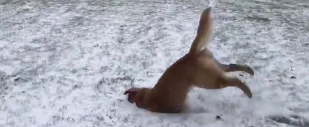 Video of Golden Retriever Doing a Front Flip in the Snow