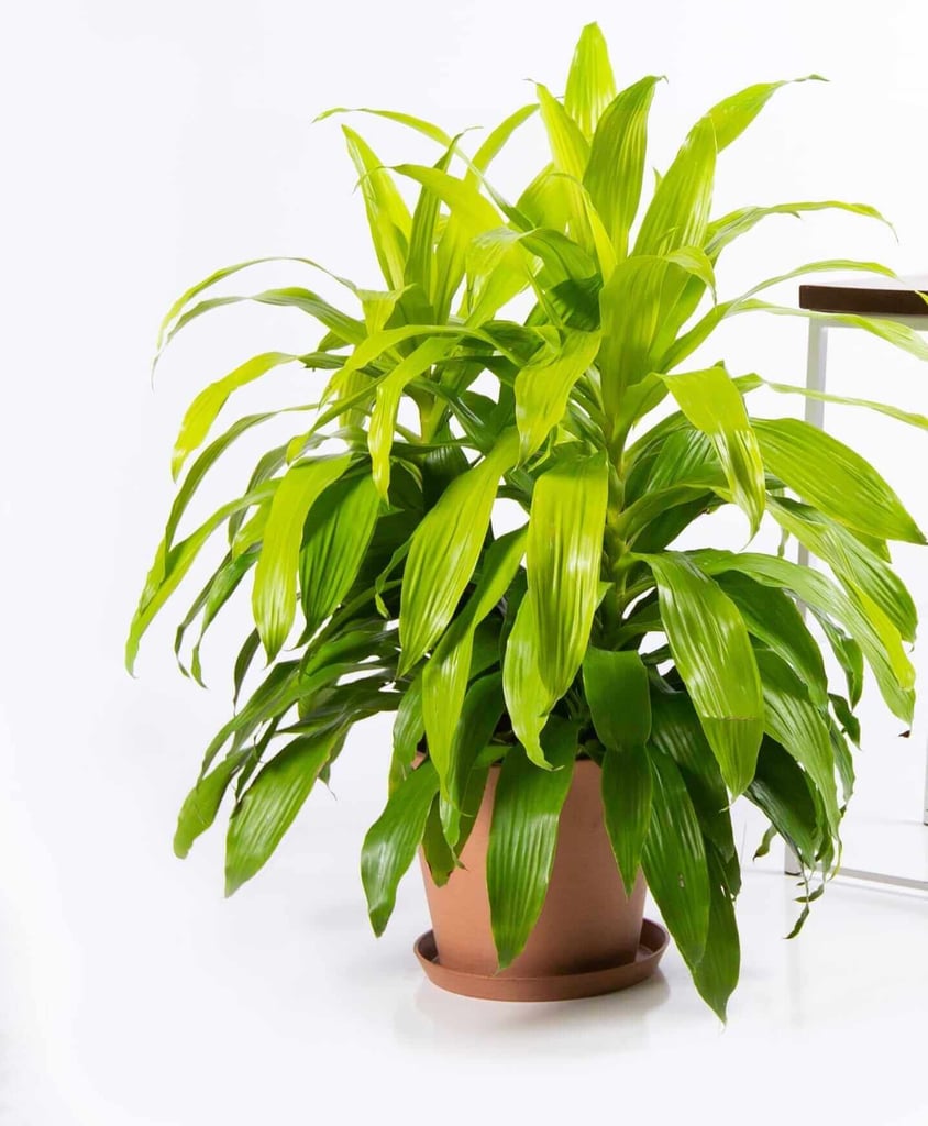 Dracaena Limelight Best Large Indoor Plants POPSUGAR Home Photo 21