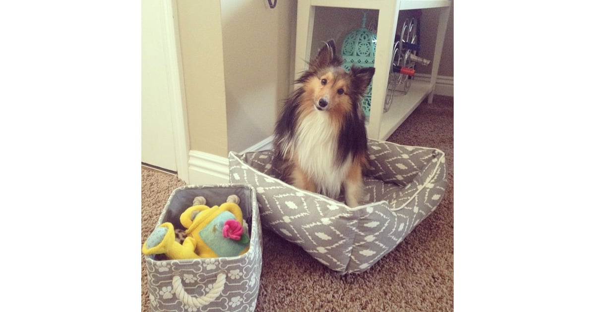 The finds chic pet products that don't take away from the style of a