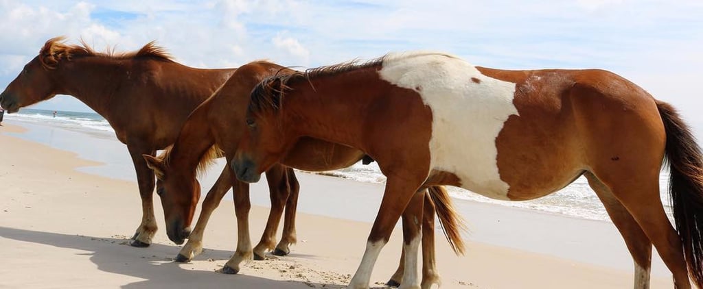 Wild Pony Island