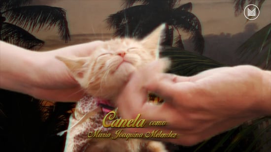Telenovela With Cats From Mas Mejor | Video