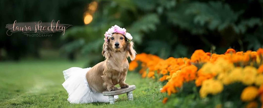 Dachshund Maternity Shoot