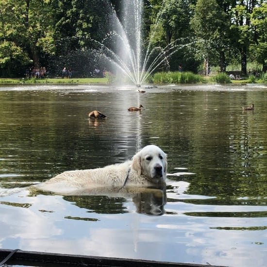 Video of Golden Retriever Swimming in Duck Pond