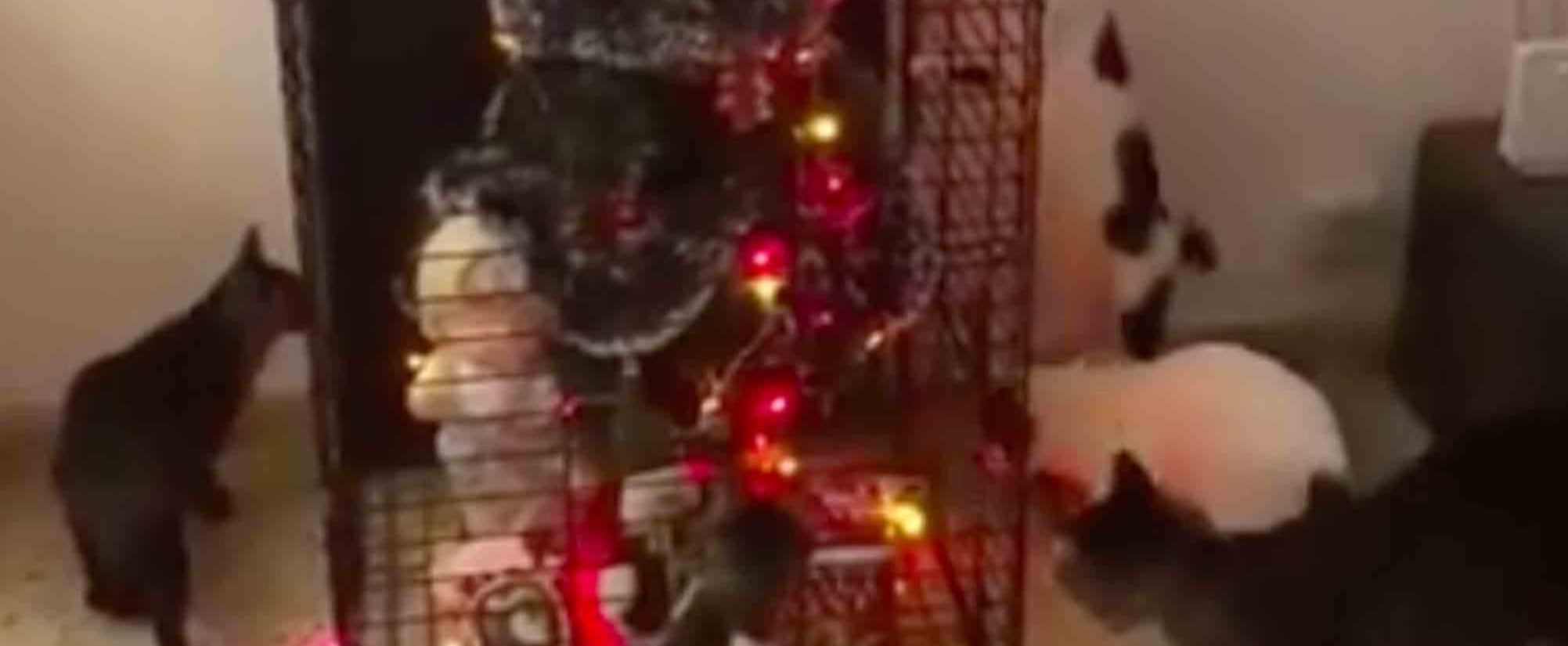 How to Keep Pets Away From the Christmas Tree POPSUGAR Family