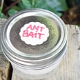 Keep Ants Away With This Easy DIY