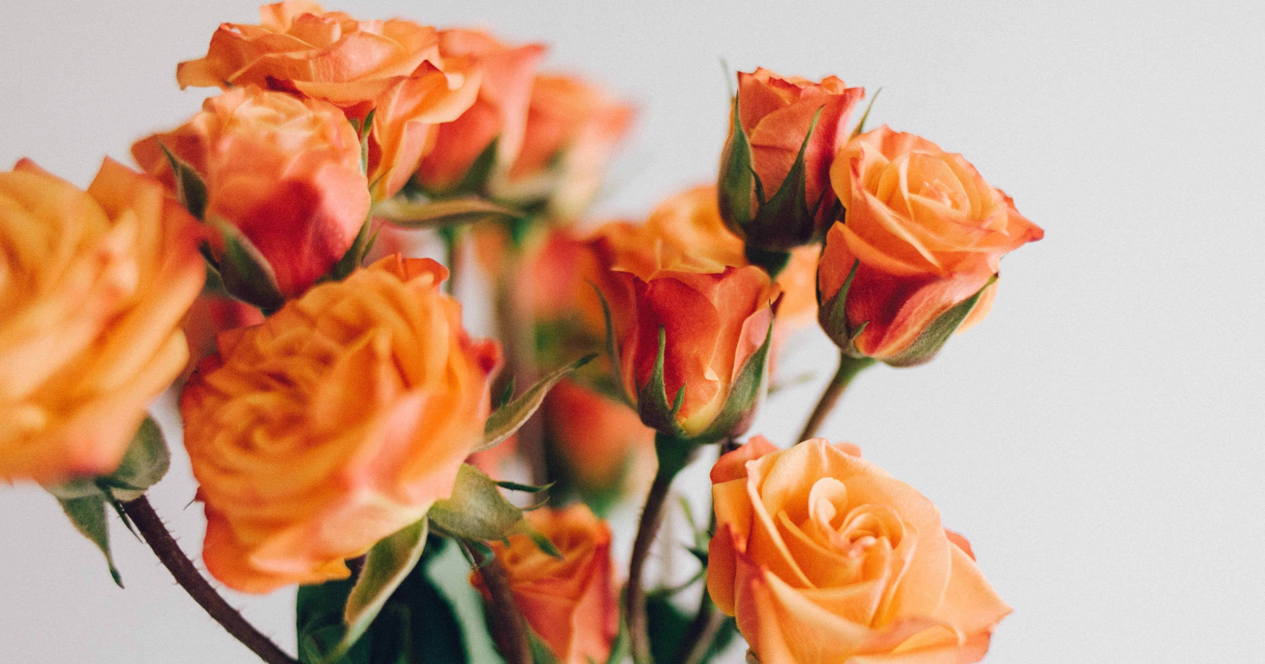 Dozen Roses on Amazon | PS Family