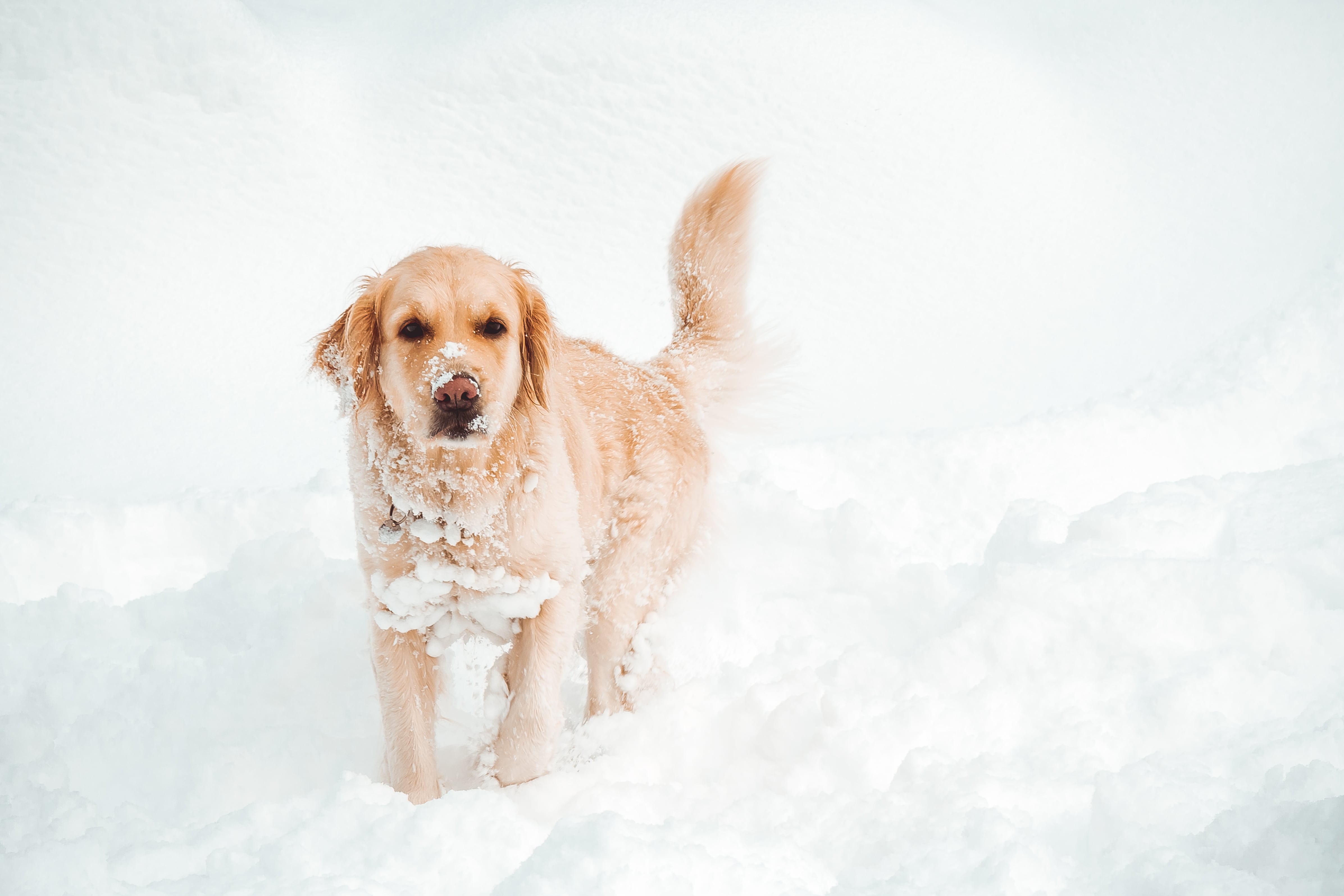 How to Remove Ice and Snow from a Dog s Fur POPSUGAR Pets