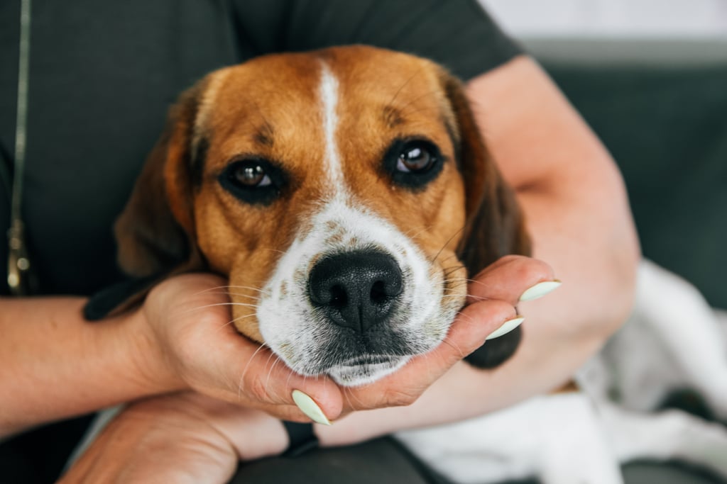 Cutest Pictures of Beagles