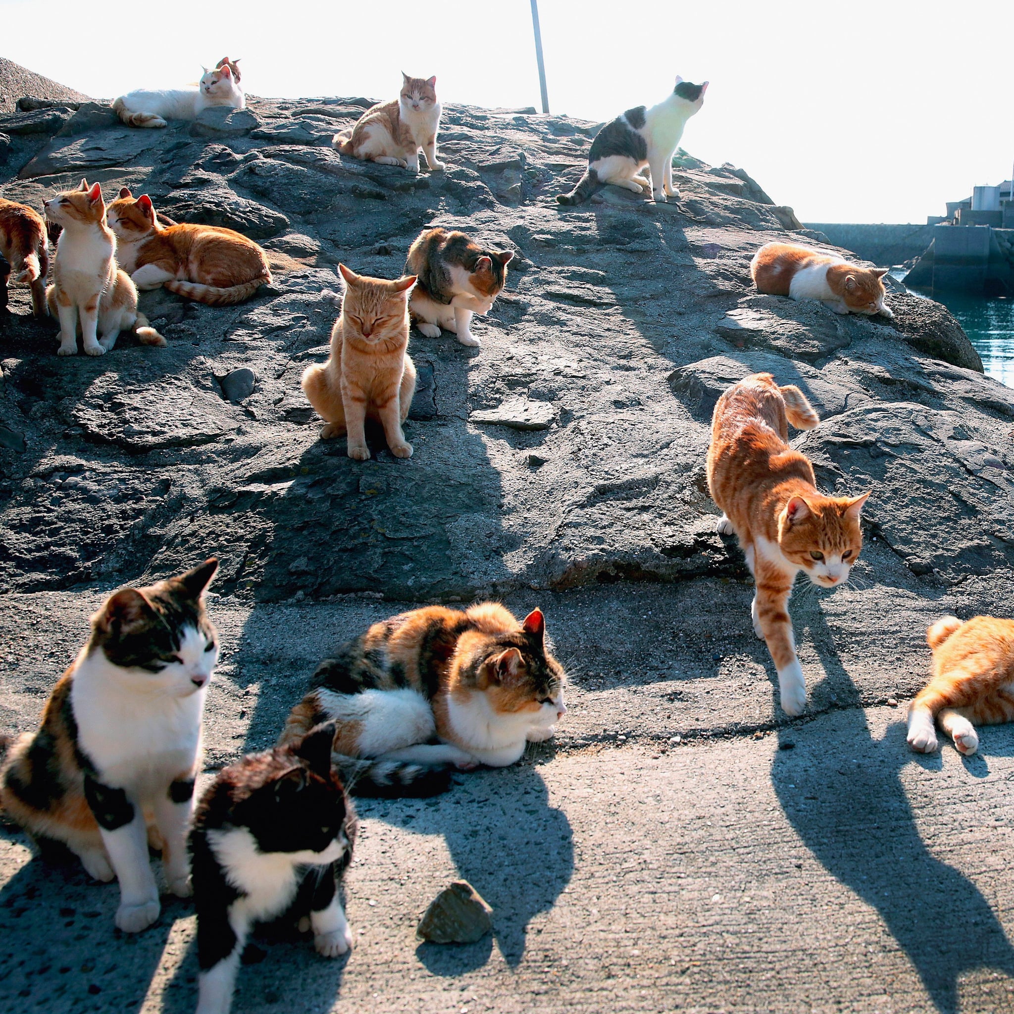 What Is Cat Island Popsugar Smart Living