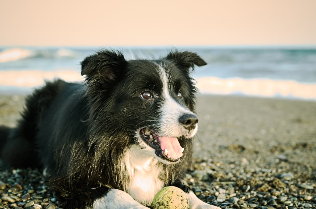 Cute Pictures of Border Collies