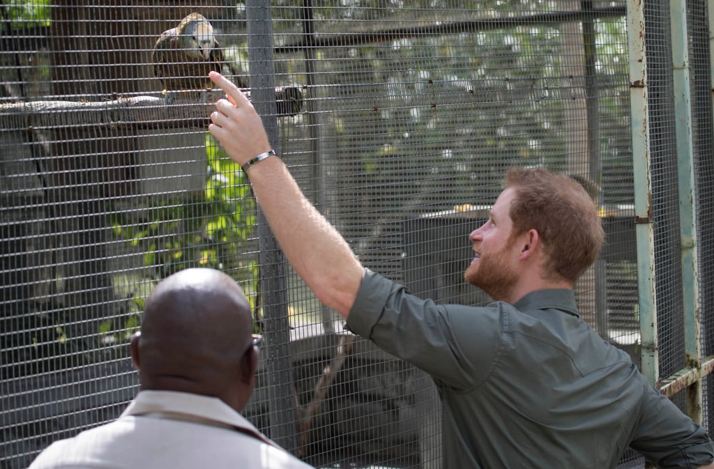 Prince Harry With Animals Pictures