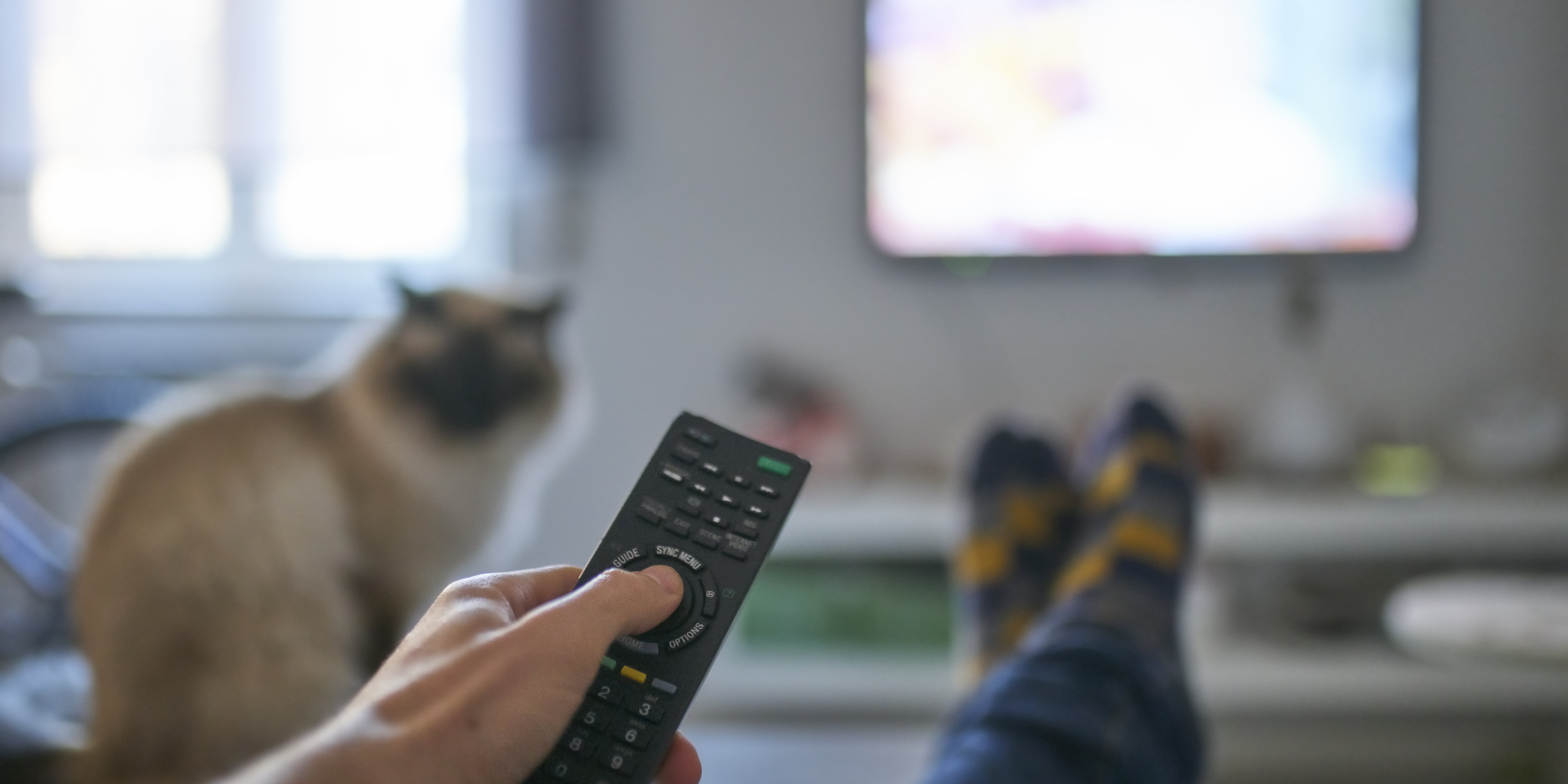 Video for cats to sales watch squirrels and birds extravaganza
