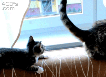 Kitten vs. cat