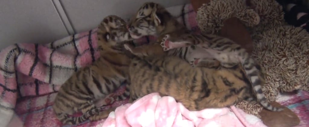Tiger Babies Born at Columbus Zoo