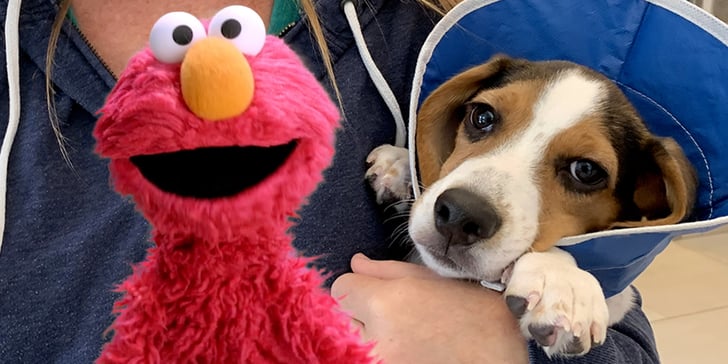 The Dodo Sesame Street Video Series on Pet Adoption | POPSUGAR Family