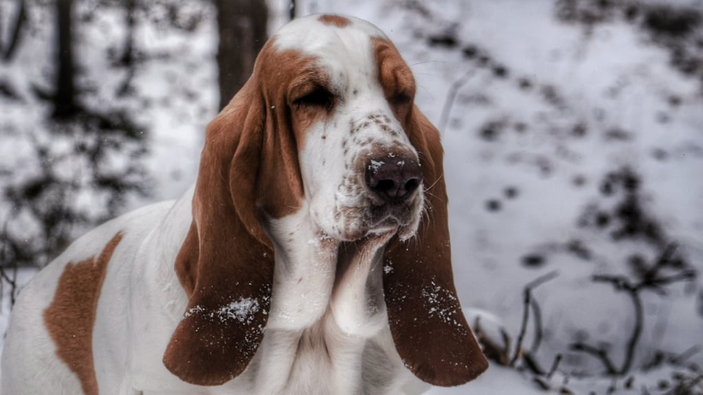 Cute Pictures of Basset Hounds