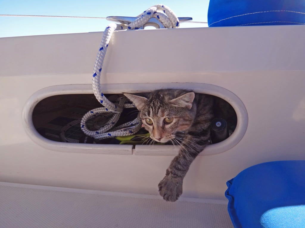 Couple Quits Jobs to Sail the World With Their Cat