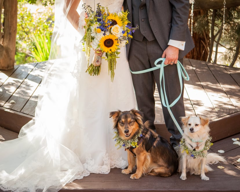 Wedding Favors For Dog-Lovers | POPSUGAR Pets