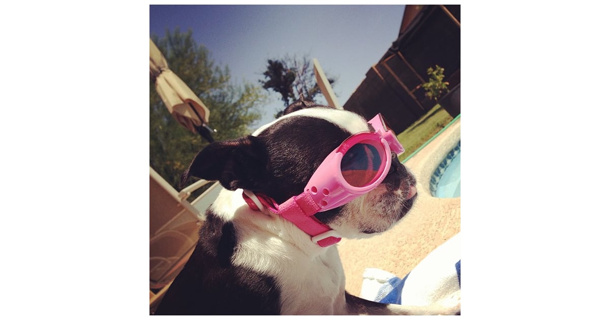Hot Dog | Pictures of Dogs Wearing Sunglasses | POPSUGAR Pets Photo 15