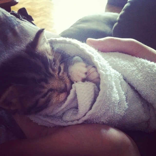 Purrito Cat Slang POPSUGAR Tech Photo 7