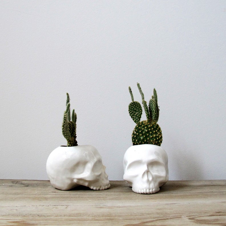 Skull Succulents