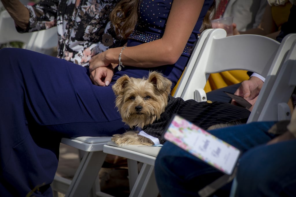 Dogs in Weddings